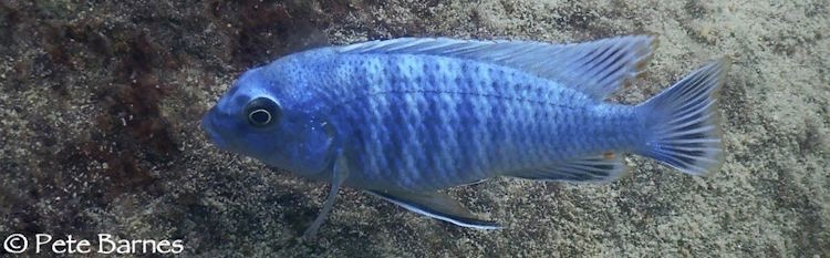 'Mitande Reef' Labidochromis gigas 'Mitande Reef'